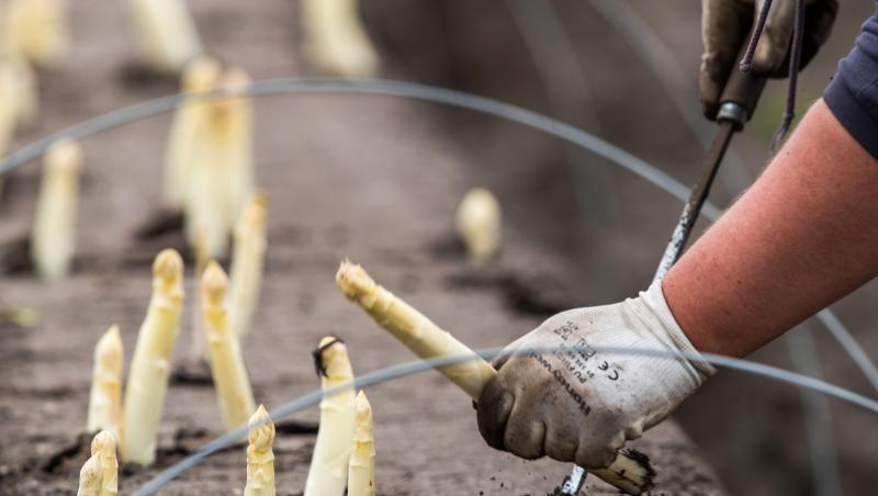 Helfer ernten Spargel auf einem Feld. Foto: Jens Büttner/Archivbild