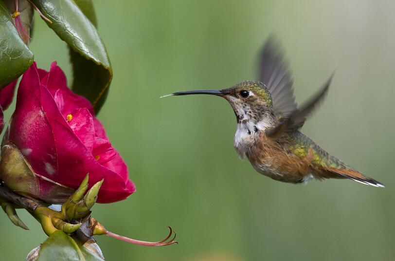 "Kolibri" war bisher der exotischste Name bei Lugner...