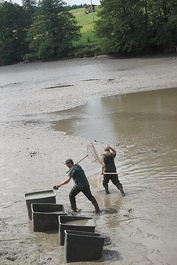 Bilder vom Badesee: Wo ist die Alligator-Schildkröte vom Oggenrieder Weiher?
