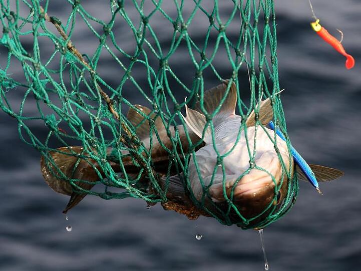 Ein Dorsch aus der Ostsee vor Warnemünde. Fischer sollen nach einem EU-Vorschlag nächstes Jahr nochmals weniger Dorsch und Hering aus der Ostsee holen dürfen, damit sich die Bestände erholen.