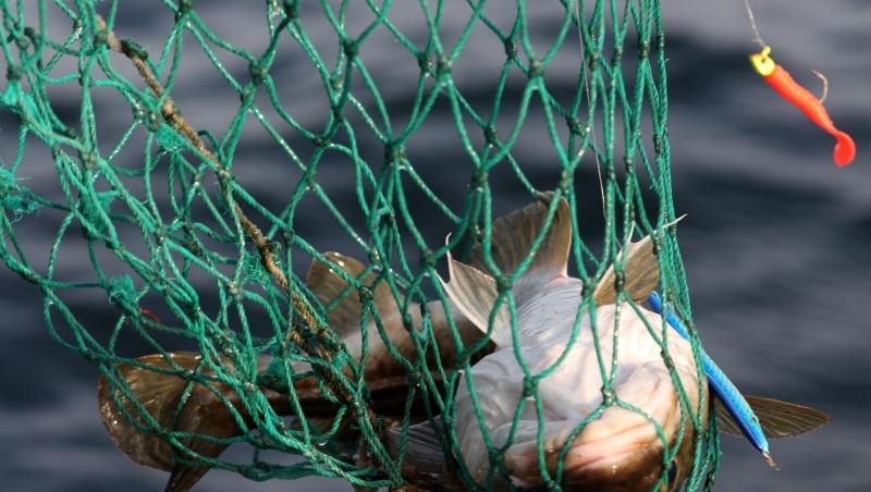 Ein Dorsch aus der Ostsee vor Warnemünde. Fischer sollen nach einem EU-Vorschlag nächstes Jahr nochmals weniger Dorsch und Hering aus der Ostsee holen dürfen, damit sich die Bestände erholen. Ein Dorsch aus der Ostsee vor Warnemünde. Fischer sollen nach einem EU-Vorschlag nächstes Jahr nochmals weniger Dorsch und Hering aus der Ostsee holen dürfen, damit sich die Bestände erholen.