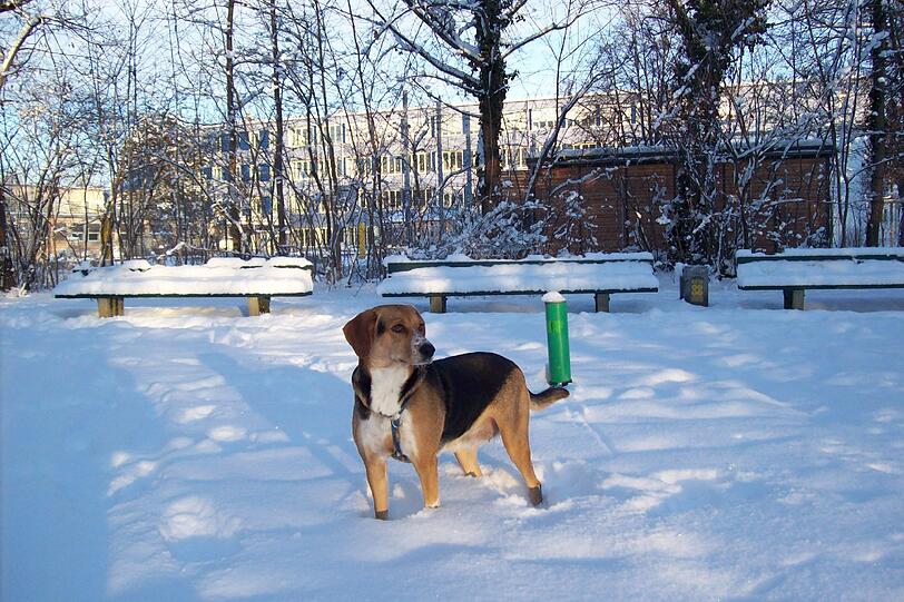 Sogar im Schnee ist der Hund des AZ-Lesers Norbert Appel bestens gelaunt.