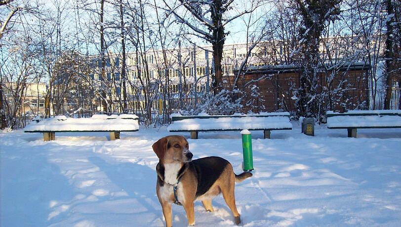 Sogar im Schnee ist der Hund des AZ-Lesers Norbert Appel bestens gelaunt. Sogar im Schnee ist der Hund des AZ-Lesers Norbert Appel bestens gelaunt.