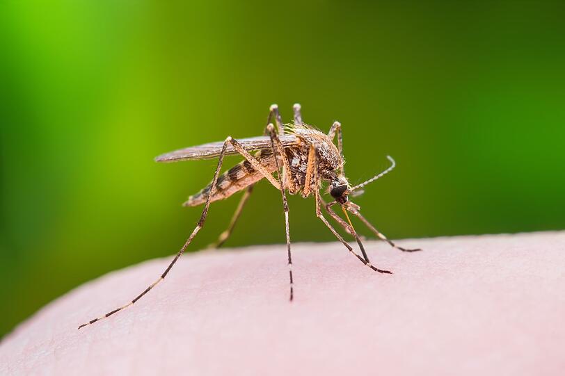 Jährlich sterben etwa sechs Menschen, weil sie von einem Weißen Hai angegriffen wurden. Das ist schlimm, im Vergleich zu anderen Tieren aber eine sehr geringe Zahl. Kleinere Tiere und Insekten wie die Anopheles-Mücken können dem Menschen wesentlich gefährlicher werden: Jährlich sterben bis zu 725.000 Menschen an den Folgen eines Stichs des Insekts ... Jährlich sterben etwa sechs Menschen, weil sie von einem Weißen Hai angegriffen wurden. Das ist schlimm, im Vergleich zu anderen Tieren aber eine sehr geringe Zahl. Kleinere Tiere und Insekten wie die Anopheles-Mücken können dem Menschen wesentlich gefährlicher werden: Jährlich sterben bis zu 725.000 Menschen an den Folgen eines Stichs des Insekts ...