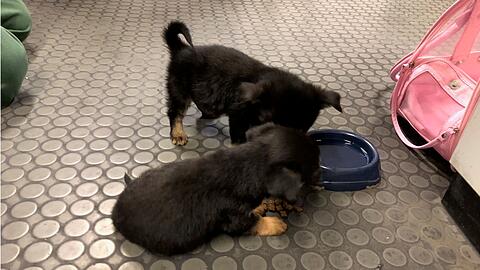 Nach Rücksprache mit dem Tierheim handelt es sich um eine kleinwüchsige Hunderasse, deren genaue Bestimmung mit derzeitigem Entwicklungsstand der Tiere nicht möglich ist. Beide Welpen befinden sich in gutem gesundheitlichen Zustand.