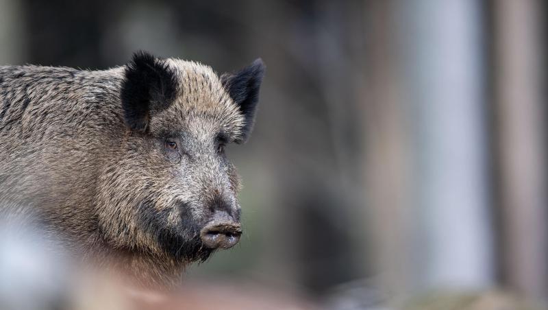 Wildschwein im Wald. Foto: Lino Mirgeler/Archiv Wildschwein im Wald. Foto: Lino Mirgeler/Archiv