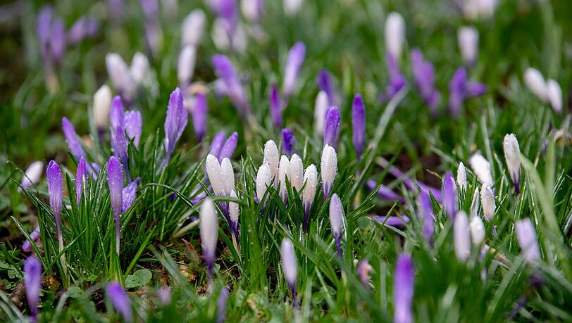 Tagsüber gibt es Regen und Sonne, nachts bleibt es im Freistaat frostig. (Symbolbild) Tagsüber gibt es Regen und Sonne, nachts bleibt es im Freistaat frostig. (Symbolbild)