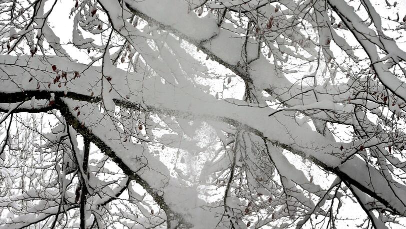 Die schwere Schneelast auf vielen B&auml;umen ist gef&auml;hrlich. (Symbolbild)