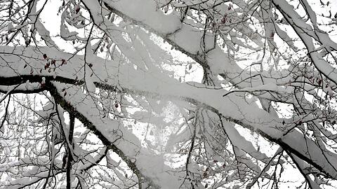 Die schwere Schneelast auf vielen B&auml;umen ist gef&auml;hrlich. (Symbolbild)