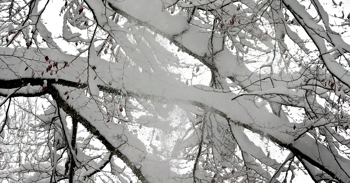 Ast-bricht-unter-Schneelast-Radfahrer-gestorben