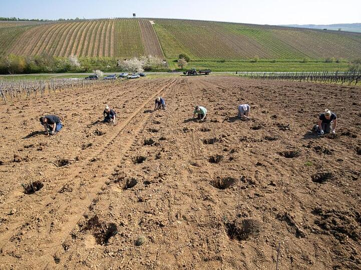 Jungreben der Sorte Scheurebe werden in einem Weinberg gepflanzt. Foto: Daniel Karmann/dpa/Archivbild