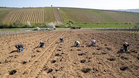 Jungreben der Sorte Scheurebe werden in einem Weinberg gepflanzt. Foto: Daniel Karmann/dpa/Archivbild