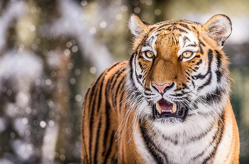 Der Sibirischer Tiger Ahimsa kann mit Schnee und Kälte gut umgehen.