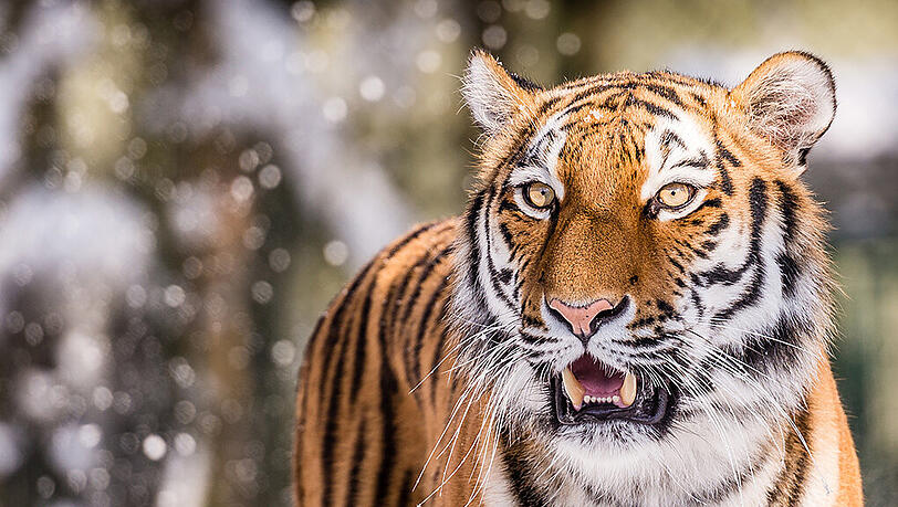 Der Sibirischer Tiger Ahimsa kann mit Schnee und Kälte gut umgehen. Der Sibirischer Tiger Ahimsa kann mit Schnee und Kälte gut umgehen.