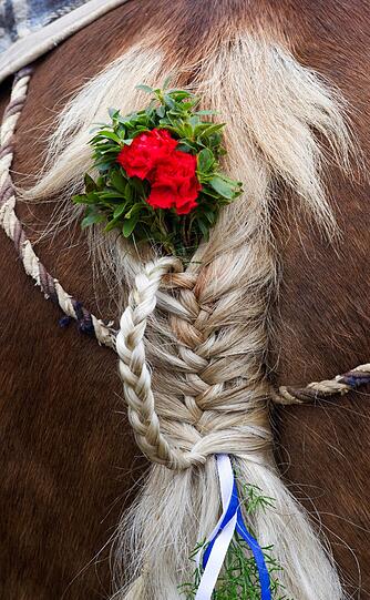 Mehrere Hunderte Rösser waren in Bad Tölz traditionell mit Blumen geschmückt.