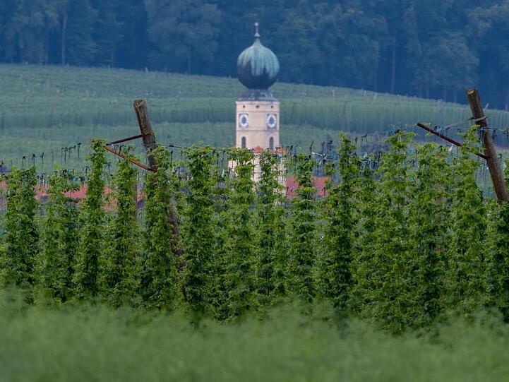 Blick auf ein Hopfengarten vor dem Turm der Jakobs Kirche. Foto: Armin Weigel/Archivbild