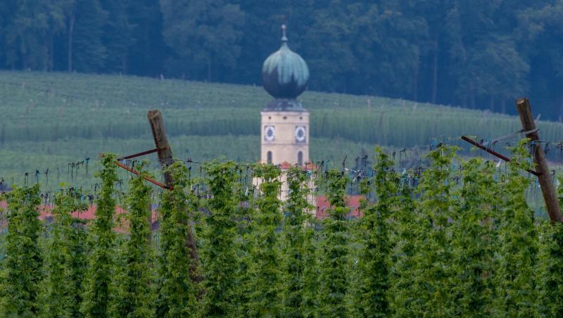 Blick auf ein Hopfengarten vor dem Turm der Jakobs Kirche. Foto: Armin Weigel/Archivbild Blick auf ein Hopfengarten vor dem Turm der Jakobs Kirche. Foto: Armin Weigel/Archivbild