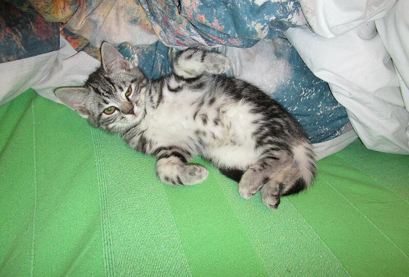 Waldi