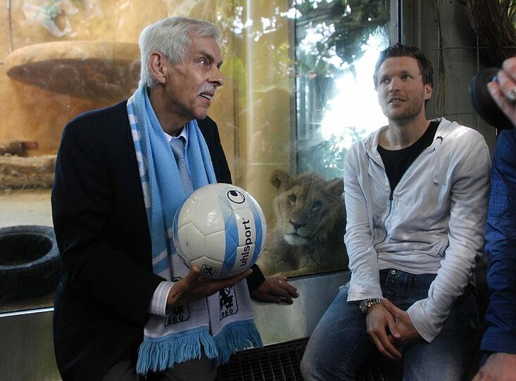Zwei einjährige Löwenjungs wohnen seit einigen Tagen im Tierpark Hellabrunn. Und der TSV 1860 hat für sie eine Patenschaft übernommen. Klicken Sie durch die besten Aufnahmen von den verspielten Tieren!