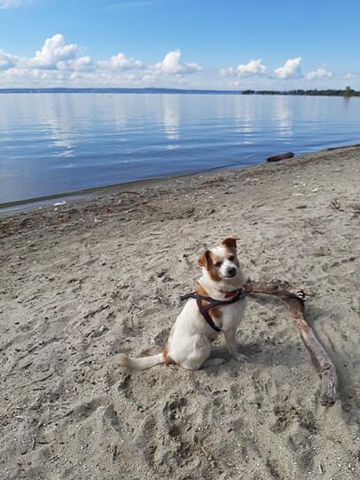 Mister Filou