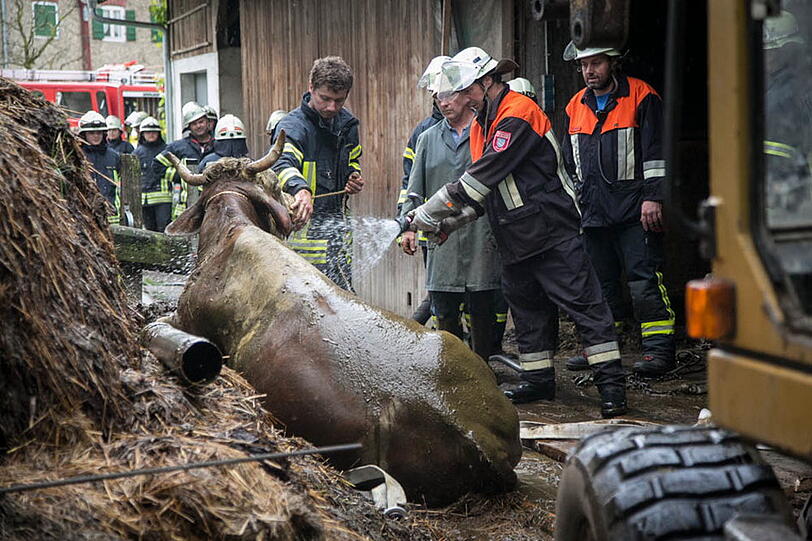 Eine Kuh in Petting musste von der Feuerwehr aus der Güllegrube gehievt werden. Die Bilder.