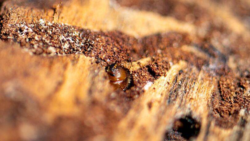 Borkenkäfer sind klein, können in Nadelwäldern aber große Schäden anrichten. (Symbolbild) Borkenkäfer sind klein, können in Nadelwäldern aber große Schäden anrichten. (Symbolbild)