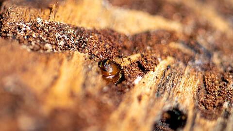 Borkenkäfer sind klein, können in Nadelwäldern aber große Schäden anrichten. (Symbolbild)