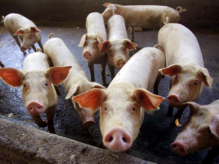 Schweine.