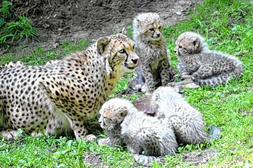 Mama Kelly mit ihren Kids: Kubango, Tibati, Kito und Taboro.