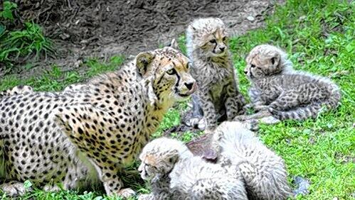 Mama Kelly mit ihren Kids: Kubango, Tibati, Kito und Taboro. Mama Kelly mit ihren Kids: Kubango, Tibati, Kito und Taboro.