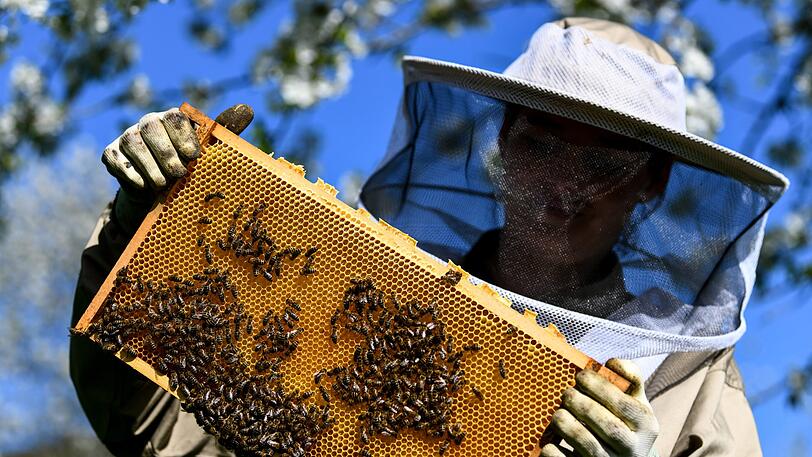 Eine Imkerin steht unter blühenden Kirschbäumen und kontrolliert eine Bienenwabe.