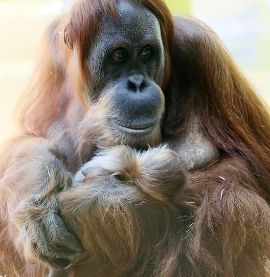 Das Orang-Utan-Baby von Hellabrunn. Die Bilder.