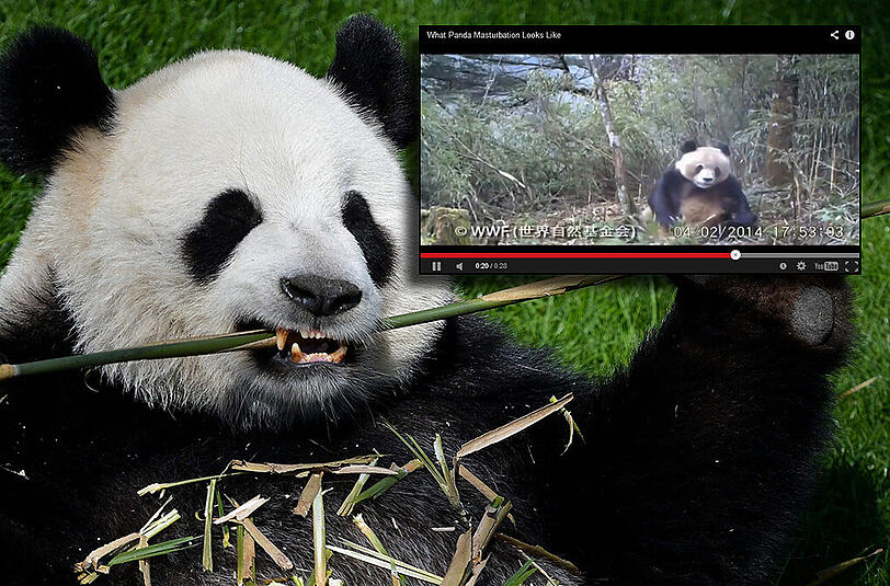 Lustiges Video im Internet - und doch ein wissenschaftlicher Meilenstein: Erstmals wurde ein Panda in freier Wildbahn beim Masturbieren gefilmt.