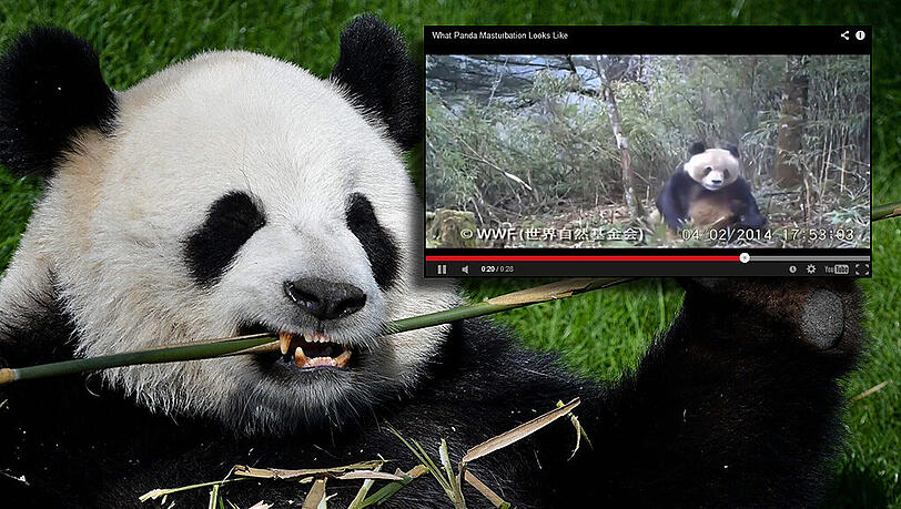 Lustiges Video im Internet - und doch ein wissenschaftlicher Meilenstein: Erstmals wurde ein Panda in freier Wildbahn beim Masturbieren gefilmt. Lustiges Video im Internet - und doch ein wissenschaftlicher Meilenstein: Erstmals wurde ein Panda in freier Wildbahn beim Masturbieren gefilmt.