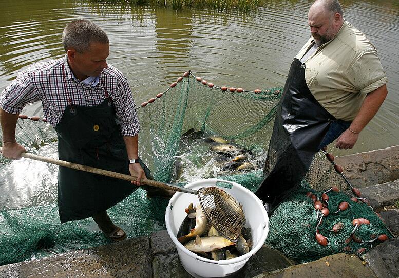 Fischerntewoche in Dinkelsbühl: Karpfenfang