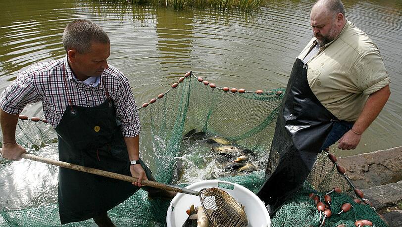 Fischerntewoche in Dinkelsbühl: Karpfenfang Fischerntewoche in Dinkelsbühl: Karpfenfang