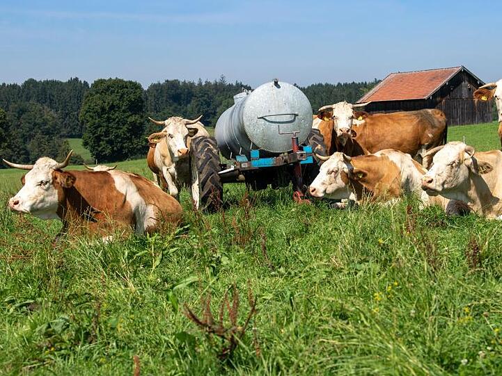 Kühe liegen neben einem Wassertank auf einer grünen Weidewiese in der Sonne. Foto: Peter Kneffel/dpa