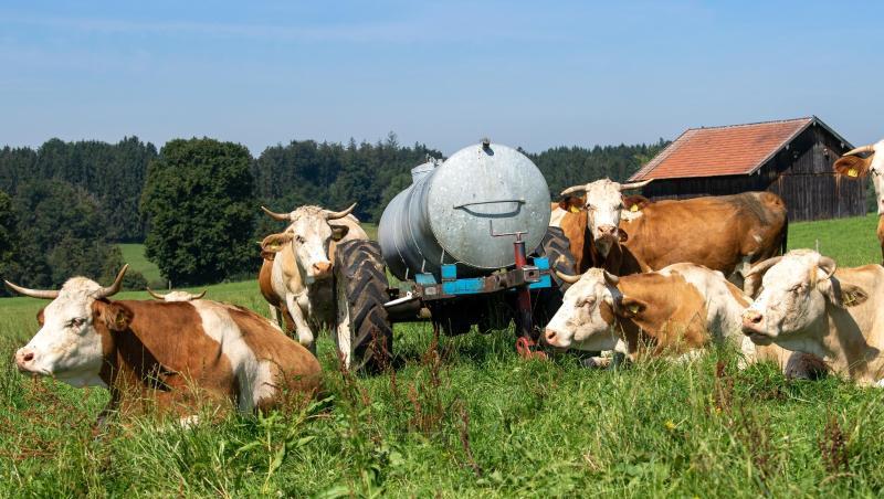 Kühe liegen neben einem Wassertank auf einer grünen Weidewiese in der Sonne. Foto: Peter Kneffel/dpa Kühe liegen neben einem Wassertank auf einer grünen Weidewiese in der Sonne. Foto: Peter Kneffel/dpa