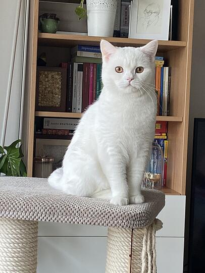 Yuki