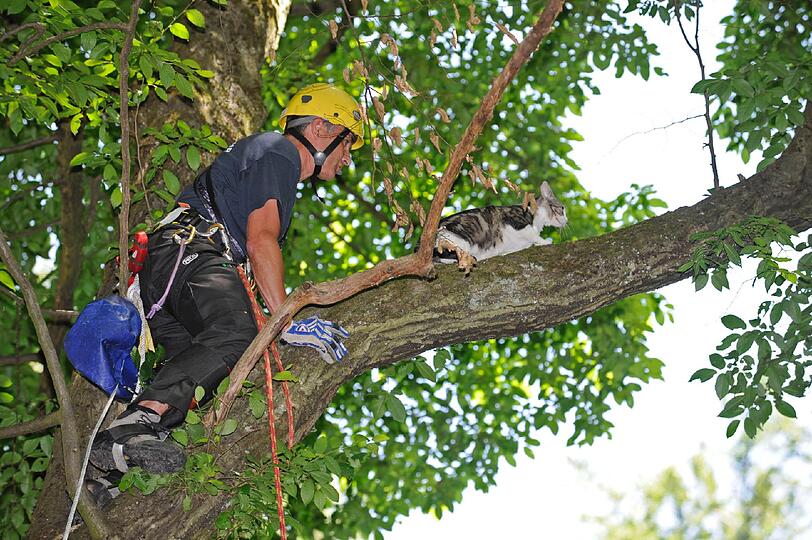 Josephinenstraße: 
Seit zwei Tagen wird die zweijährige Katzendame &bdquo;Lili&ldquo; vermisst. Ihre Besitzerin entdeckt sie in einem Baum in ca. 10 Meter Höhe. Die aus einem spanischen Tierheim adoptierte Katze traut sich nicht mehr auf den Boden zurück. Da in dem unwegsamen Gelände keine Leiter eingesetzt werden kann, klettert eine Spezialkraft der Höhenrettungsgruppe zu dem Tier auf. Unverletzt wird die Mieze der Besitzerin übergeben.