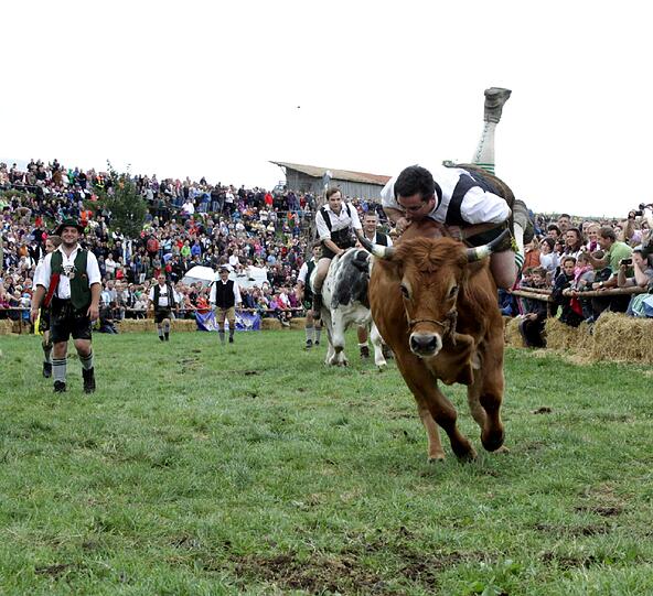 1996 war das Münsinger Ochsenrennen eine beschauliche Gaudi für die Landwirte aus der Gegend. Jetzt sind rund 10.000 Besucher gekommen. Wie Olympia und die Fußball-WM findet auch dieses sportliche Großereignis nur alle vier Jahre statt. Wir waren dabei. Die Bilder von der Gaudi