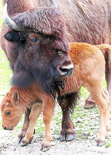 Peterle und Päuschen sind die neuen Besucher-Lieblinge im Tierpark Hellabrunn.