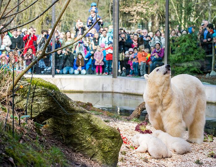 Die beiden Eisbären-Zwillinge zusammen mit Mutter Giovanna im Freigehege im Tierpark Hellabrunn.