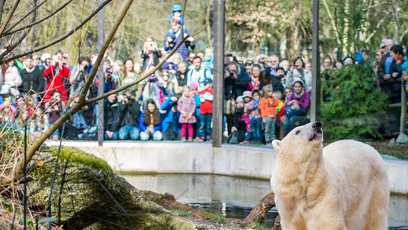 Die beiden Eisbären-Zwillinge zusammen mit Mutter Giovanna im Freigehege im Tierpark Hellabrunn. Die beiden Eisbären-Zwillinge zusammen mit Mutter Giovanna im Freigehege im Tierpark Hellabrunn.