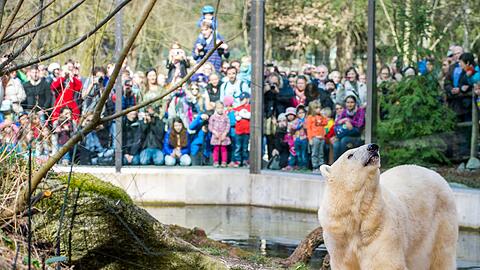 Die beiden Eisbären-Zwillinge zusammen mit Mutter Giovanna im Freigehege im Tierpark Hellabrunn.