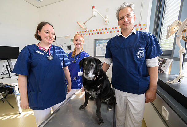 Nina Meyerhoff (l-r), Veterinärneurologin, Julia Haake, Doktorantin, und Holger Volk, Professor für Kleintierkrankheiten und Leiter der Klinik für Kleintiere der TiHo, untersuchen einen Hund an der Tierärztlichen Hochschule (TiHo) Hannover. (Archivbild) Nina Meyerhoff (l-r), Veterinärneurologin, Julia Haake, Doktorantin, und Holger Volk, Professor für Kleintierkrankheiten und Leiter der Klinik für Kleintiere der TiHo, untersuchen einen Hund an der Tierärztlichen Hochschule (TiHo) Hannover. (Archivbild)