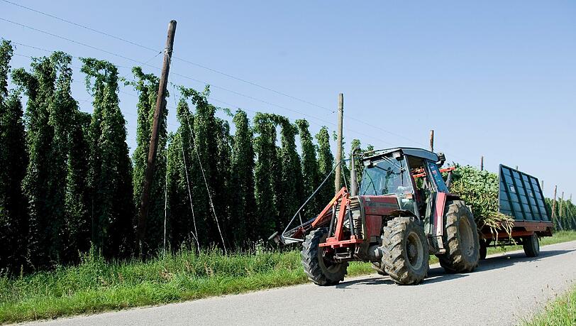 Ein Landwirt faehrt mit einem Traktor an einem Hopfenfeld vorbei. (Archivbild) Ein Landwirt faehrt mit einem Traktor an einem Hopfenfeld vorbei. (Archivbild)