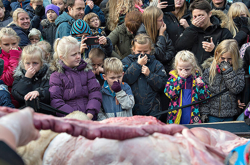 Mitarbeiter des Zoo Odense sezieren einen Löwen vor Schulkindern.