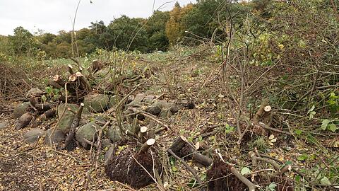 Einsatzkräfte entfernten bei der Spurensuche auch ein Gebüsch neben einem Tümpel.