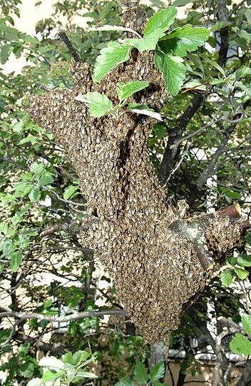 Diese Bienen hausen 2007 in einem Baum in der Au.